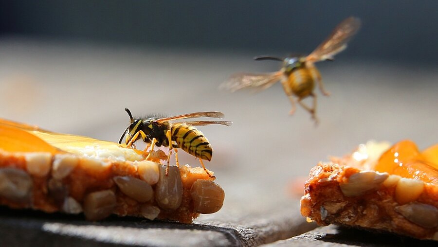 Dank Wärme und Trockenheit: Ein gutes Jahr für Wespen / © Karl-Josef Hildenbrand (dpa)