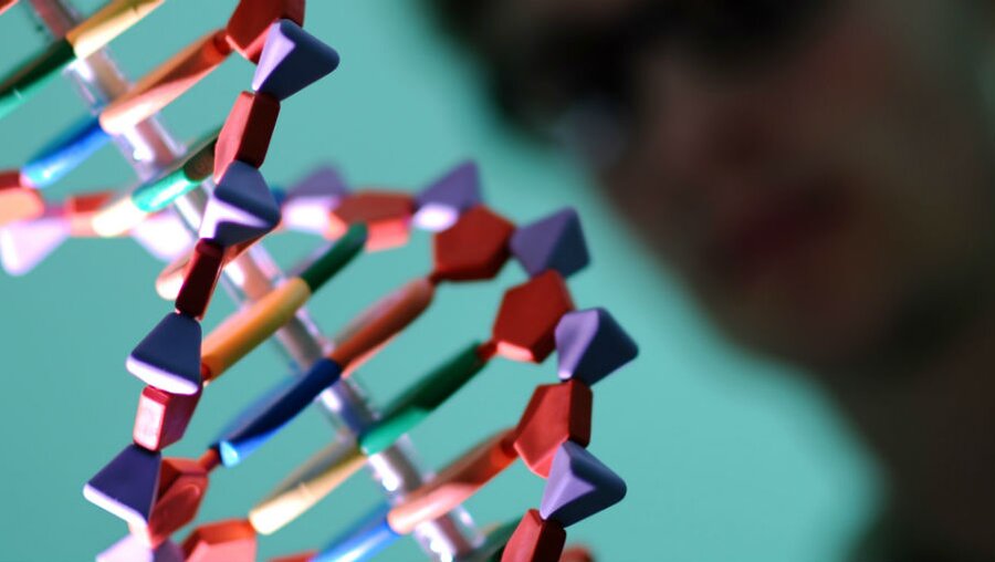 Einzigartig oder nicht?: Unsere DNA / © Angelika Warmuth (dpa)