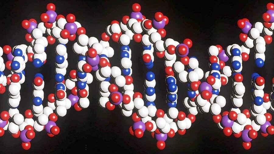 DNA-Strang / © Matthew Fearn (dpa)