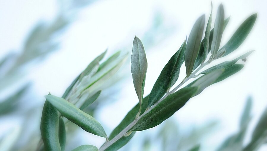 Eigentlich ist der Olivenzweig ein internationales Friedenssymbol / © Marie Accomiato (KNA)