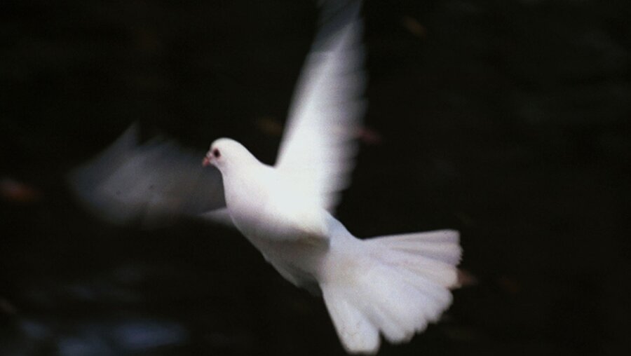 Ein weiße Taube als Symbol für den Frieden / © Harald Oppitz (KNA)