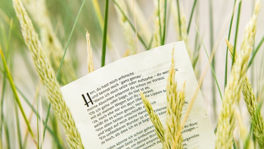 Ein Zettel mit einem Psalm zwischen Dünengras / © Harald Oppitz (KNA)