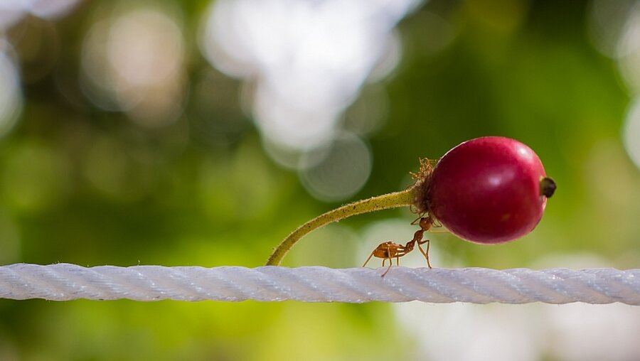 Eine Ameise trägt eine Frucht auf einem Seil   / © Rapin_1981 (shutterstock)