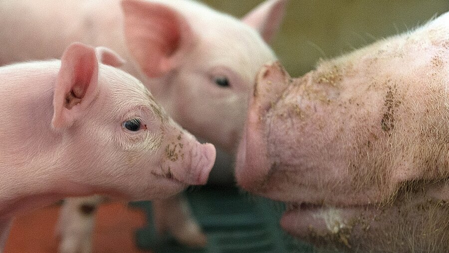 Ferkel in einem Schweinemastbetrieb / © Axel Heimken (dpa)