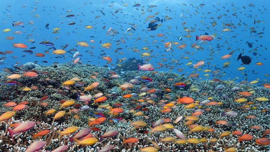 Fahnenbarsche schwimmen am 16.3.14 durch das Great Barrier Reef vor Australien (epd)