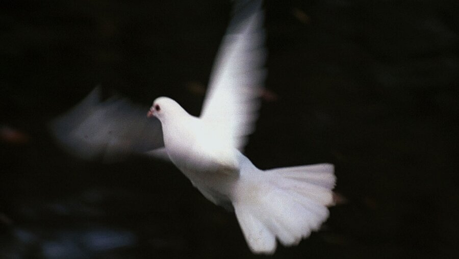 Die weiße Taube als Symbol des Friedens / © Harald Oppitz (KNA)
