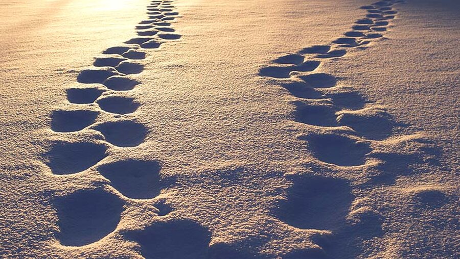 Fußspuren im Schnee bei Sonnenuntergang / © Tuomas Kivioja (shutterstock)