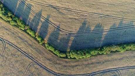 Getreidefelder und Bäume in Brandenburg / © Patrick Pleul (dpa)