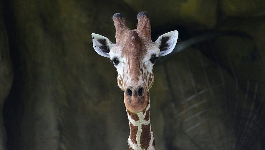 Giraffen vom Aussterben bedroht / © Tiapei Zoo Handout (dpa)
