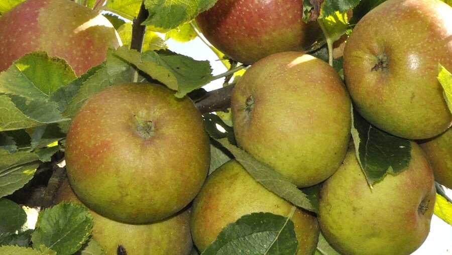Äpfel aus ökologischem Anbau / © Hanna Eder (epd)