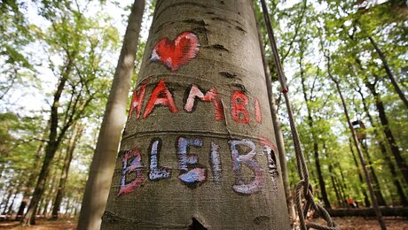 "Hambi bleibt" steht auf einem Baum im Hambacher Forst / © Oliver Berg (dpa)