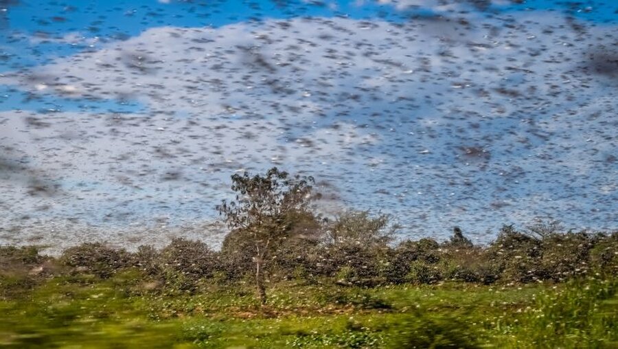 Heuschreckenplage in Kenia / © aaabbbccc (shutterstock)