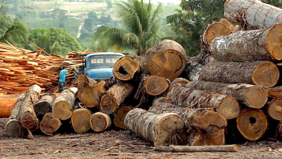 Holzindustrie in Brasilien / © Marcelo Sayao/epa/efe (dpa)