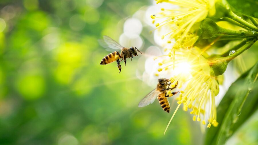 Man kann von Bienen viel lernen / © MERCURY studio (shutterstock)