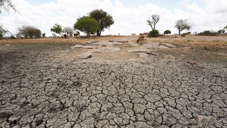 Dürre in Afrika / © Dong Jianghui (dpa)