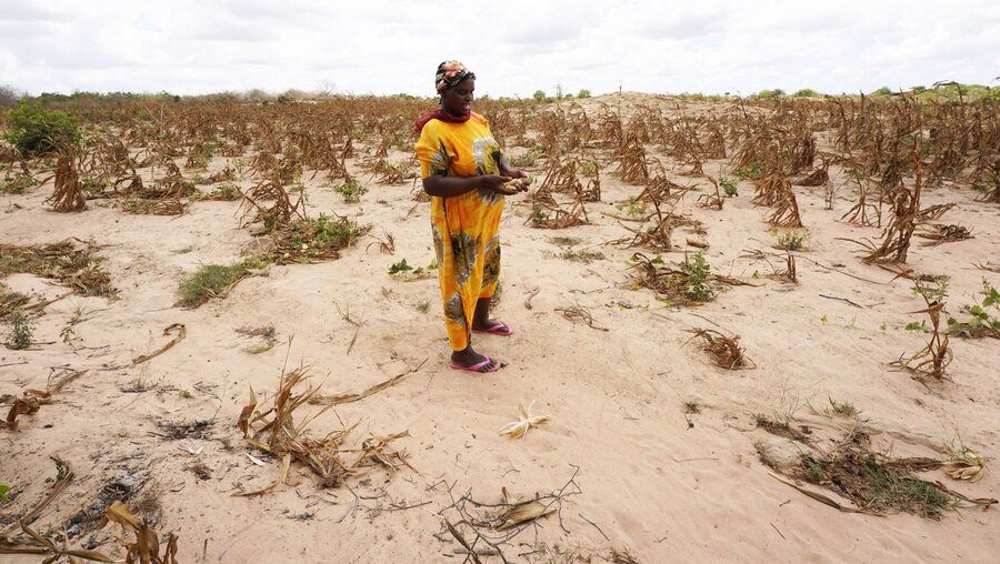 Eine Frau in Kenia steht auf einem verdorrten Maisfeld / © Dong Jianghui/XinHua (dpa)