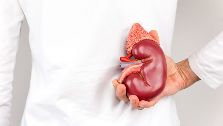 Symbolbild Organspende: Frau hält eine Niere hinter dem Rücken  / © Ben Schonewille (shutterstock)