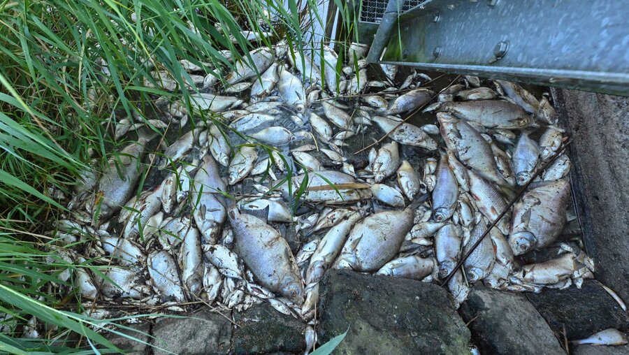 Tote Fische haben sich an einem Wehr in der Nähe von Schwedt an der Oder gesammelt / © Patrick Pleul (dpa)
