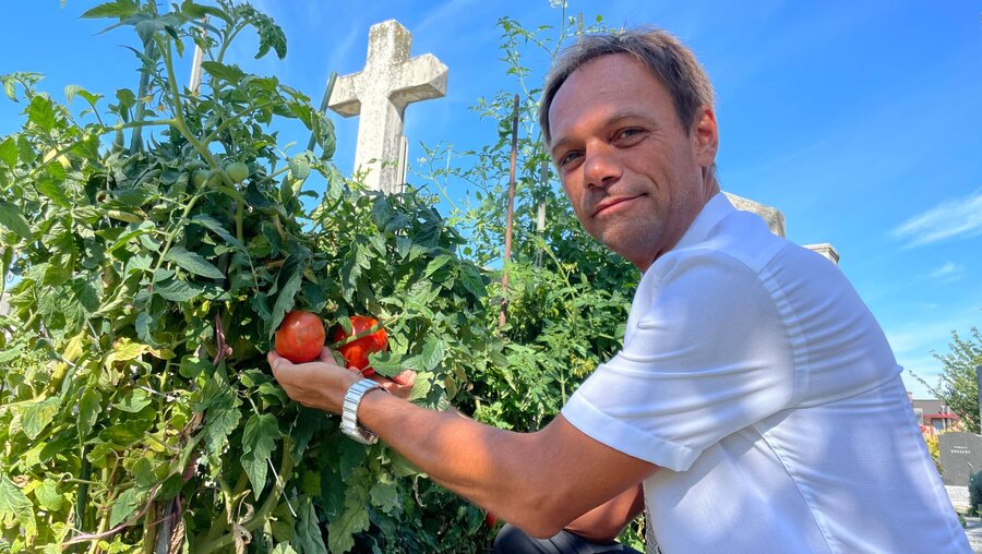 Friedhofsverwalter Walter Pois zeigt ein mit Tomaten bepflanztes Grab auf dem Matzleinsdorfer Friedhof in Wien / © Matthias Röder (dpa)