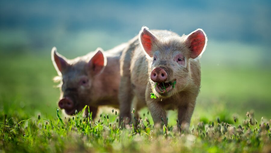 Glückliche Schweine / © Chumash Maxim (shutterstock)