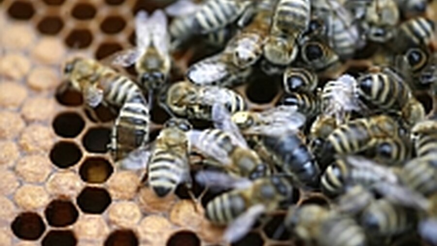 Bienen auf einer Wabe / © Timm Schamberger/ ddp 