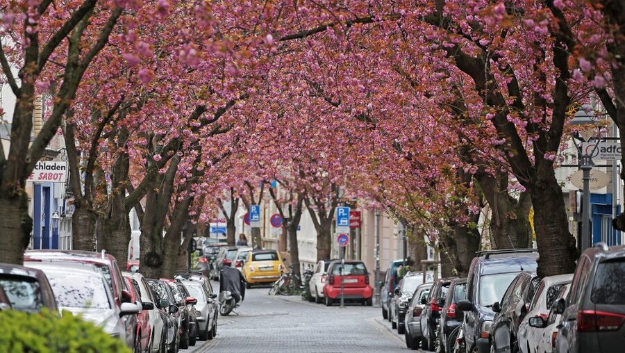 Kirschbäume in der Bonner Nordstadt / © Oliver Berg (dpa)