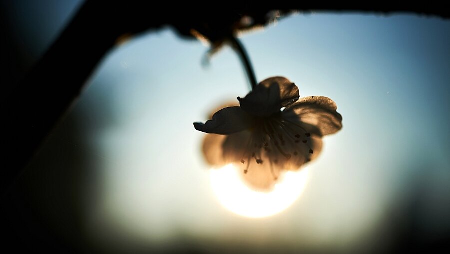 Kirschblüte im Sonnenaufgang / © Bernd Thissen (dpa)