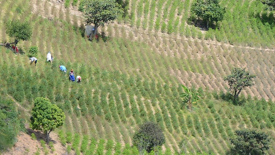 Kolumbiens Regierung will den Koka-Anbau bekämpfen / © Georg Ismar (dpa)