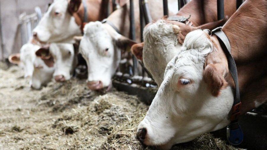 Milchkühe fressen Heu im Stall / © Benedikt Plesker (KNA)