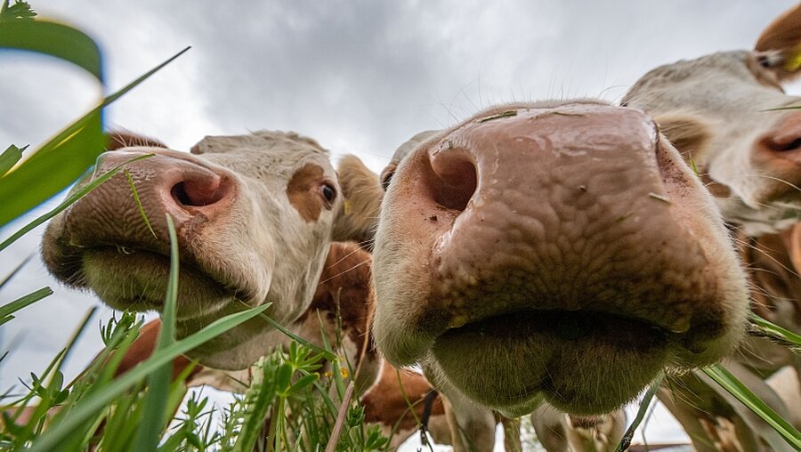 Neugierige Kühe auf einer Weide / © Lino Mirgeler (dpa)