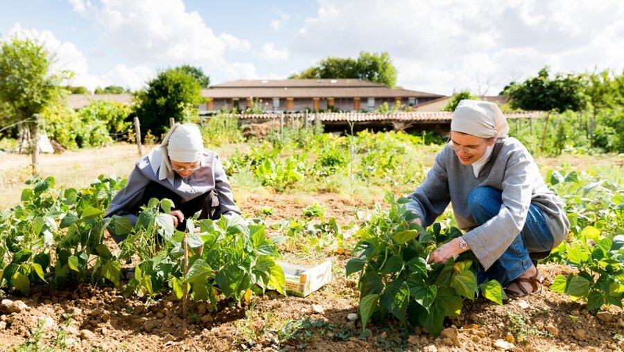 Ordensfrauen bei der Gartenarbeit / © Thomas Louapre (KNA)