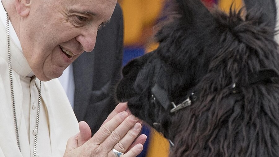 Papst Franziskus steht im Rahmen der Generalaudienz neben einem Lama / © Claudio Peri (dpa)