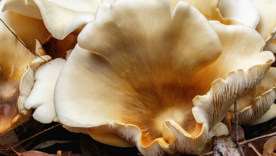 Pilze: nicht allen geheuer / © Anne Powell (shutterstock)
