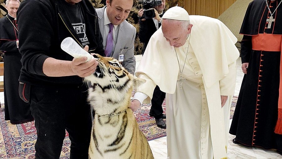 Papst Franziskus streichelt einen Tiger (Archiv) / © L'osservatore Romano / Handout (dpa)