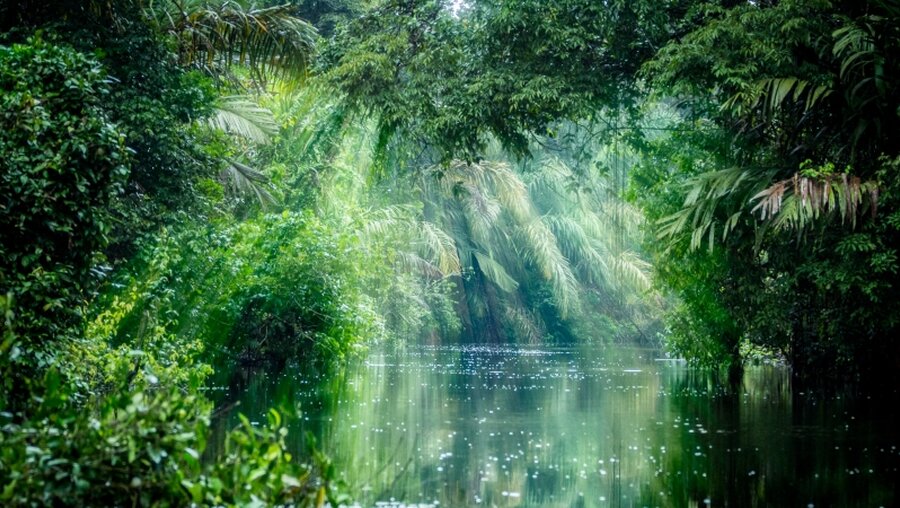Regenwald am Amazonas / © ronnybas frimages (shutterstock)