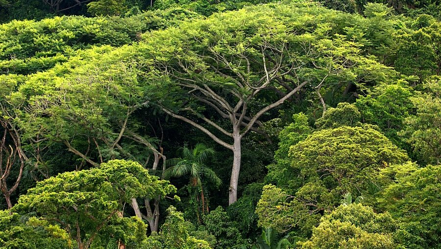 Regenwald im Amazonasgebiet in Gefahr / © Ralf Hirschberger (dpa)