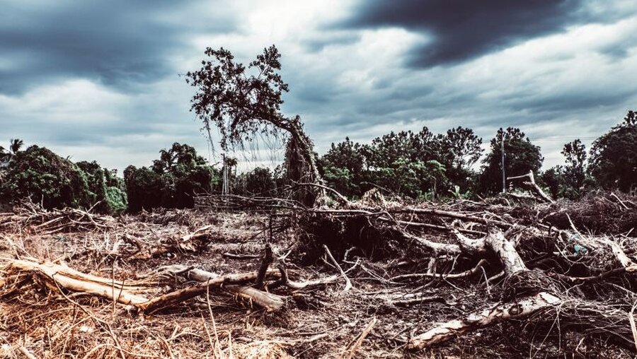 Rodung und Abholzung zerstört den Regenwald / © Parsha (shutterstock)