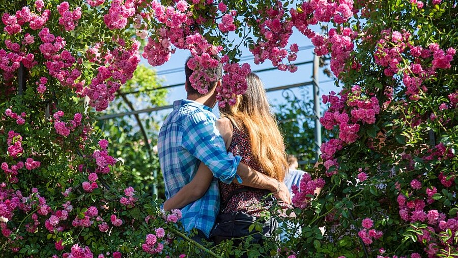 Ein Paar im Rosengarten / © Stefano Dal Pozzolo (KNA)