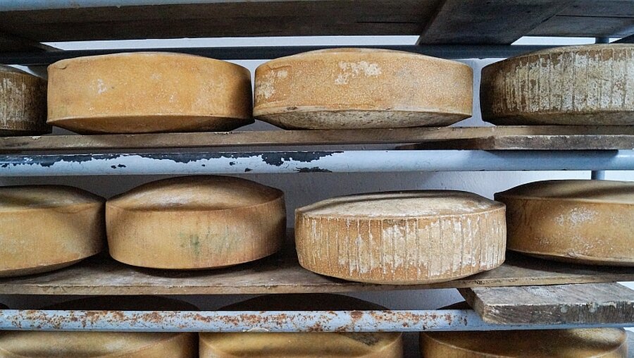 Französischer Käse ist weltweit berühmt / © Johannes Süßmann (KNA)