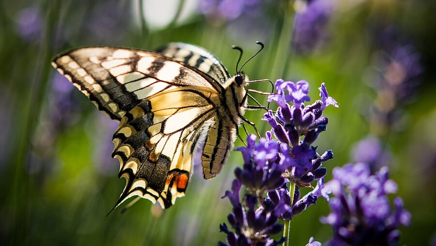 Schmetterlinge sind eine gefährdete Art / © Patrick Pleul (dpa)