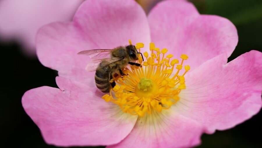 Symbolbild Biodiversität, Biene, Artenvielfalt. Natur / © Kateryna Ovcharenko (shutterstock)