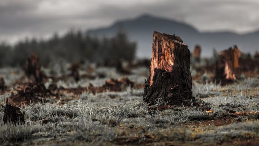 Symbolbild Rodung und Abholzung / © Dudarev Mikhail (shutterstock)