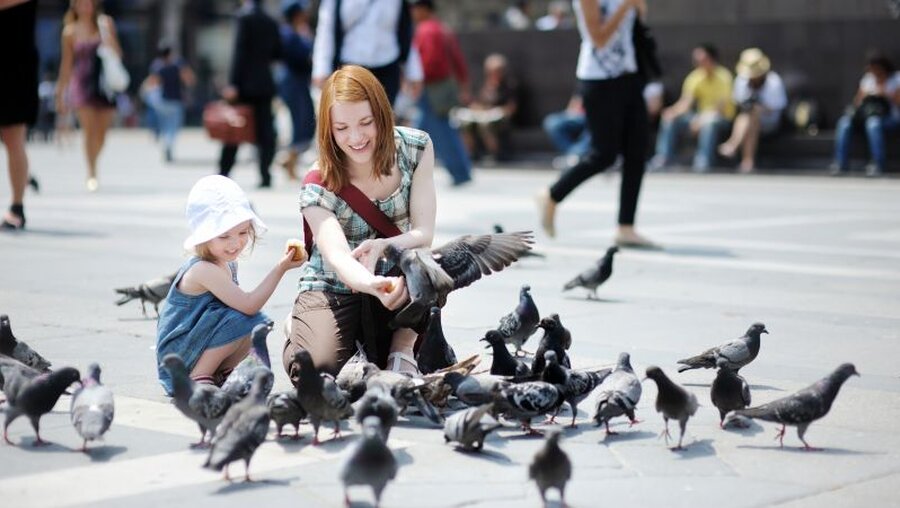 Tauben in einer Stadt / © MNStudio (shutterstock)