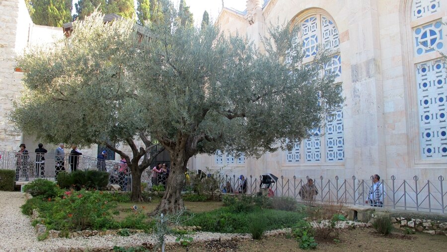 Die Olivenbäume im Garten Gethsemane in Jerusalem  (dpa)