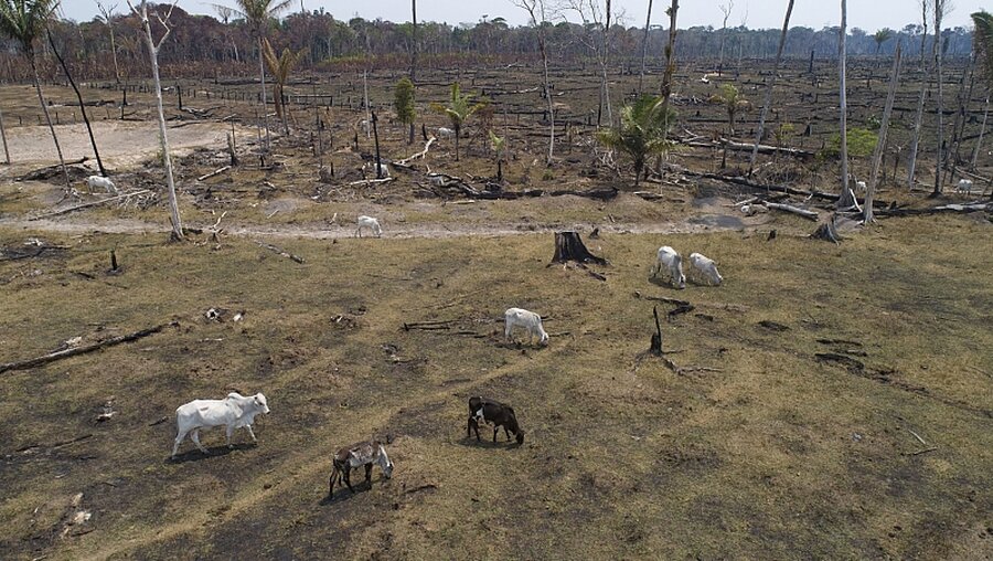 Verbranntes und abgeholztes Feld nahe Canutama (Amazonas) / © Andre Penner (dpa)