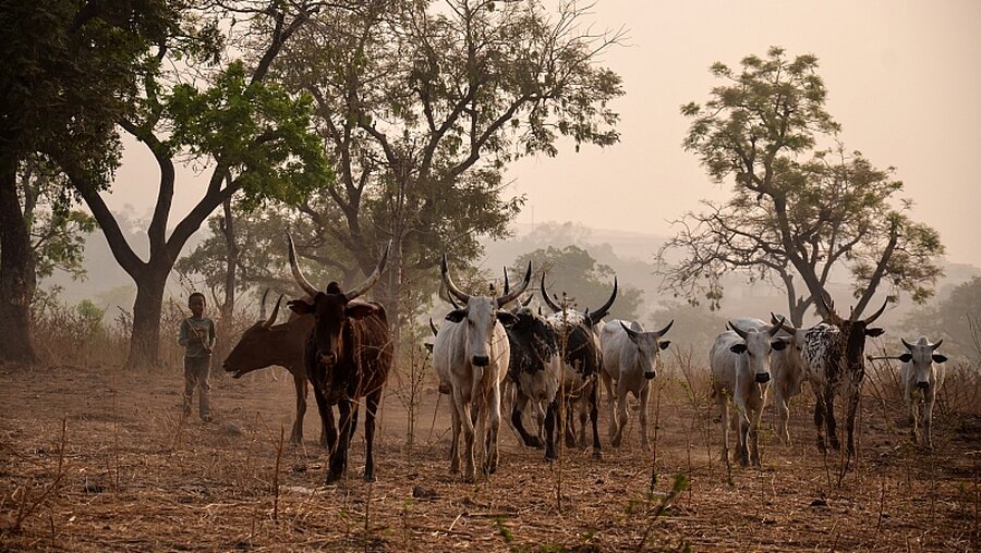 Viehhirten mit ihren Kühen in Abuja (Nigeria) / © Katrin Gänsler (KNA)