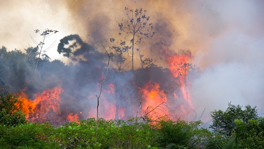 Waldbrand am Amazonas / © Pedarilhos (shutterstock)