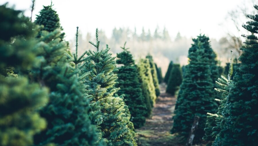 Weihnachtsbäume auf einer Plantage / © Happy Hirtzel  (shutterstock)