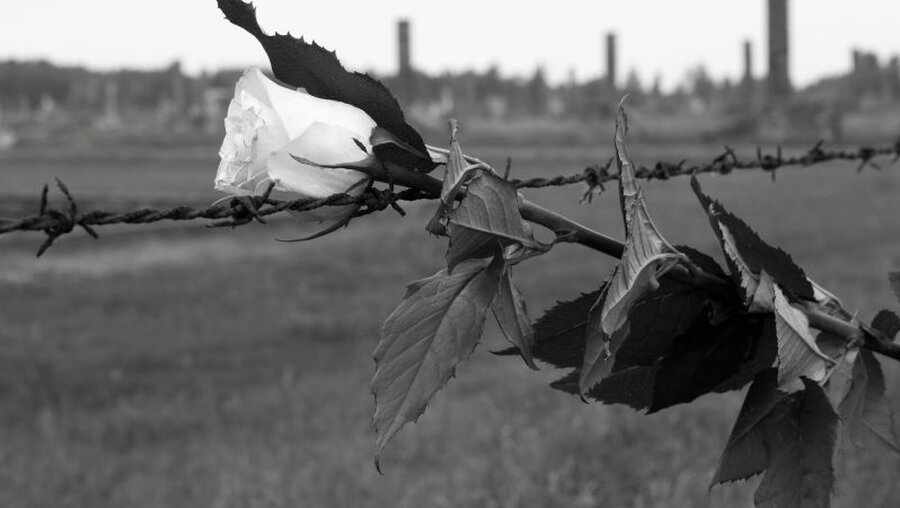 Weiße Rose als Symbol des Widerstands / © Marian Cernansky (shutterstock)