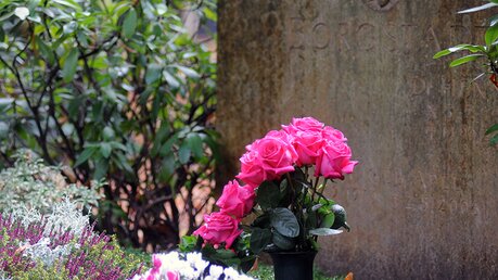 Rosen auf einem Grab sind eine Liebeserklärung an den Verstorbenen. / © Beatrice Tomasetti (DR)